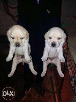 Labrador show line puppy available