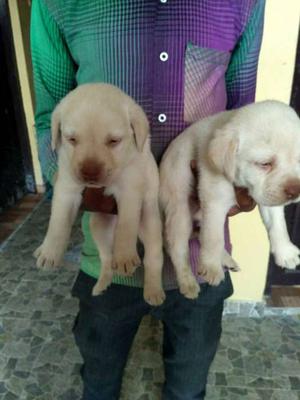 Labrador show quality Male sell..