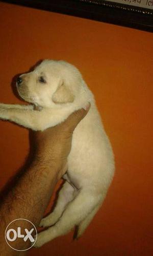 Labrador show quality puppies