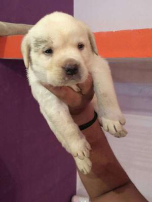 Labrador show quality puppy for sell..