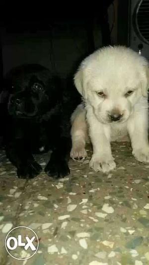 Labrador white and black color heavy bone Puppie