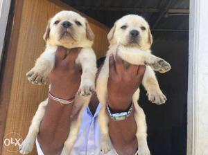 Labrador white colour puppies available