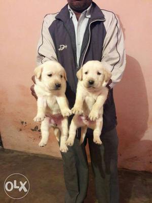 Labrador white colour puppies available for sale