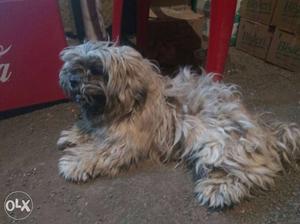 Lhasa 1 and half years old male dog