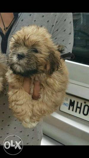 Lhasa apso puppies available sell in all India
