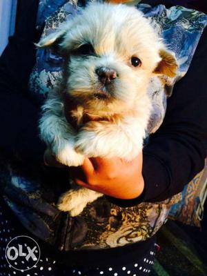 Lhasa apso puppies available white colour puppies