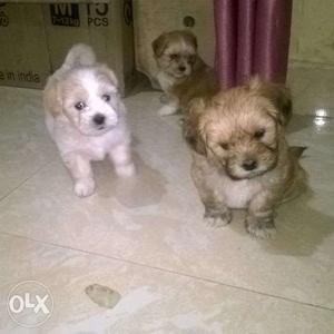 Lhasa apso puppy & lab dogs for sale..good