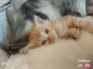 Lite Brown and black Persian kittens Doll face