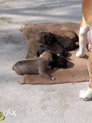 Litter Of Short Coated Puppies