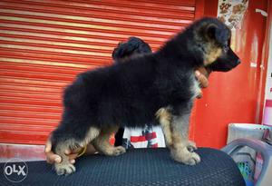 Long coot German shepherd puppies available.