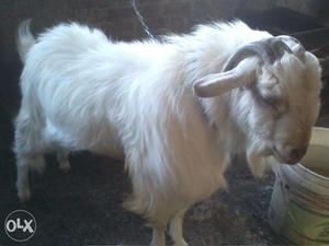 Long hair chinese short goat very active and beutifull