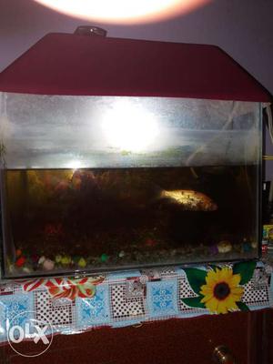 M sale a fish aquarium and oxygen motor and with