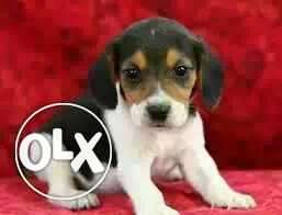 MUMBAI:-- Doberman" Shintzu" Beagle" All Puppeis Kitten"