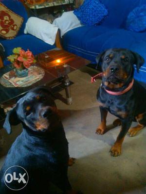 Male & Female Original Breed Rottweiler for sell