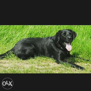 Male Labrador pure black for mating... first
