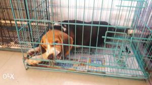 Male beagle pup 3 month old come see and take ur