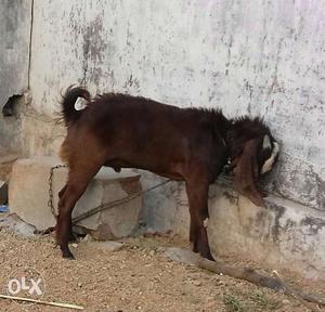 Male goat 1 year old urgent if anybody