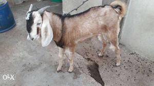 Male goat white colour fix rate