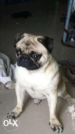 Male pug of 20months for sale!