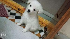 Male pure pomerian available