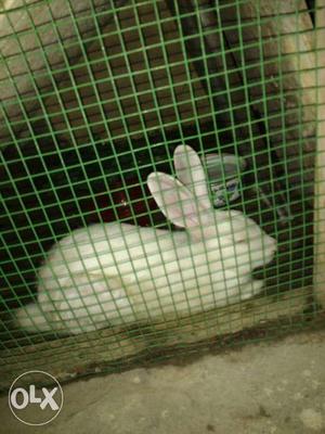Male rabbit exchange for female or 600Rs