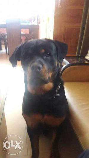 Male rottwiler for mate..1 year old heavy male...