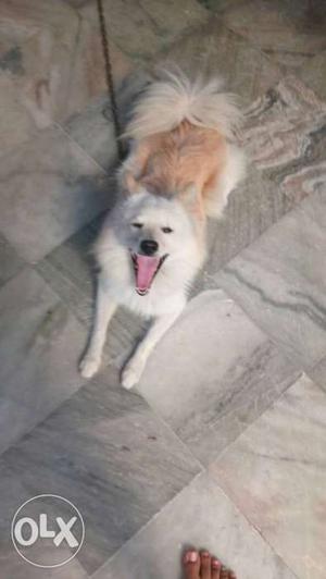 Medium Size White And Tan Short Coated Dog