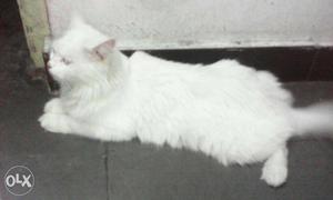 Milkey persian cat femail for sell