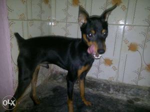 MinPin Black And Tan Short Coated 5 months male Puppy