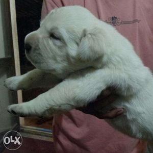 Most lovable 45day purebreed Labrador pups! vasai powai
