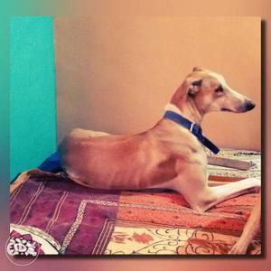 Mudhol hound..2 years old.. very active and