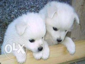 New born male pomerian puppy for sale.