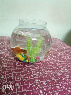 New bowel aquarium with fishes for sale