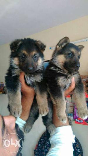Offer on double coated German Shepherd puppies