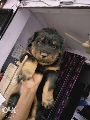 One month old Rottweiler pup...