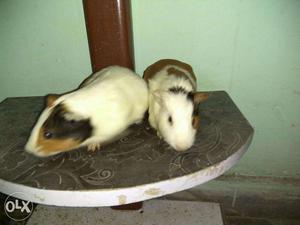 One pair Guinea Pig best offer