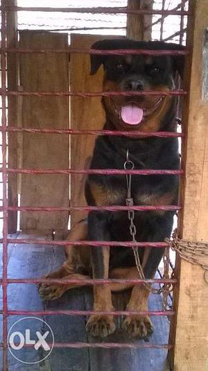 One year old good male Rottweiler for sale and EXCHANGE with