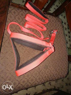 Orange Pet Leash And Collar