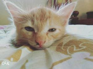 Orange boy cat