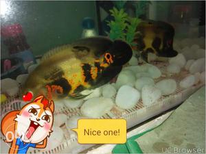 Oscar fish 3-4 inches gud quality