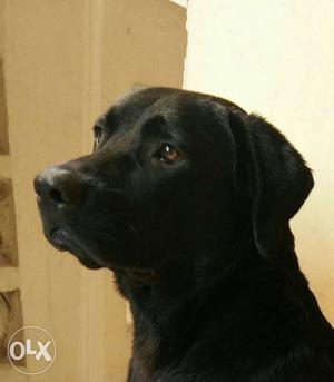 Ostin lab male dog only for matting not for
