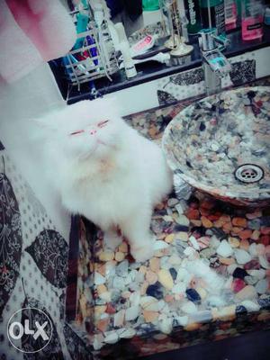 PERSIAN cat MALE available for MATING also on