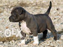 -PET-KENNEL-Black American Pit Bull Terrier Puppy