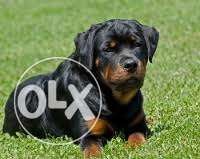 -PET-KENNEL-Top Quality Male Sell rottweller pups in