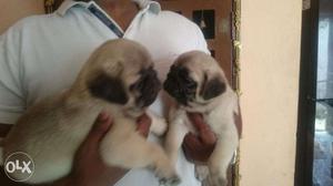 PUG Puppies for sale in Chamarajpet