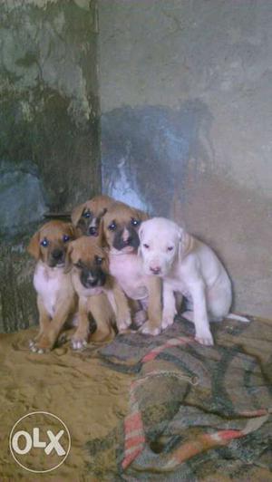 Pakastani bully puppies for sale
