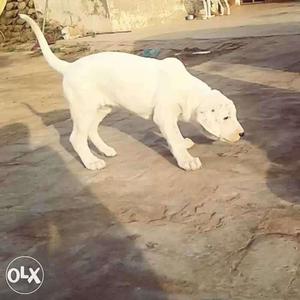 Pakistani bully female pup available for sale