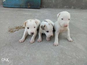 Pakistani puppy Femal and male