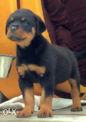 Pankaj kennel rottwilr puppy for sale havey born