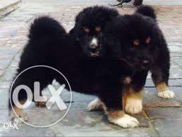 Pankaj kennel sale english mastif puppy